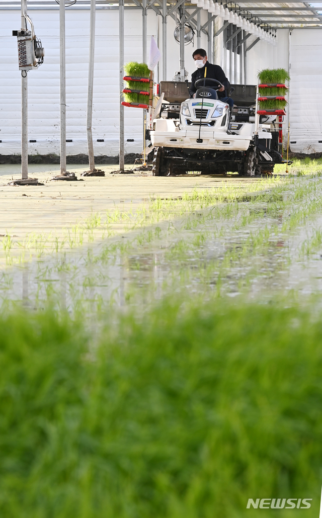 [이천=뉴시스] 김종택기자 = 4일 오후 경기도 이천시 호법면 한 비닐하우스 논에서 열린 '임금님표 이천쌀 전국 첫 모내기' 행사에서 농민이 이앙기로 모를 심고 있다. 2021.02.04. jtk@newsis.com