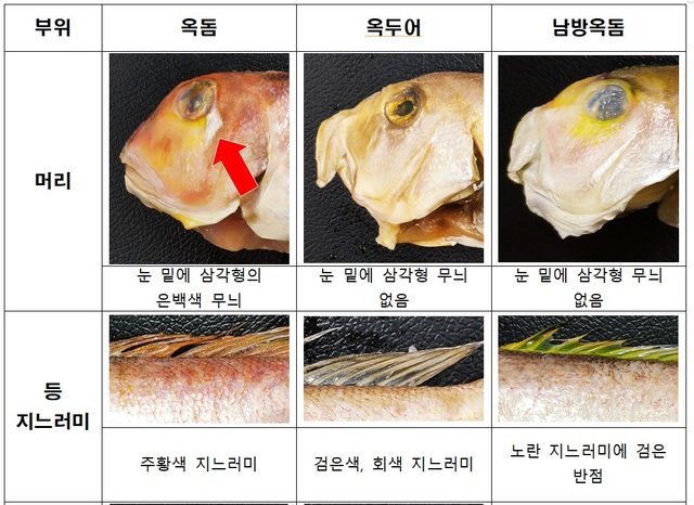 [서울=뉴시스] 옥돔, 옥두어, 남방옥돔 구별법(사진=식품의약품안전처 제공)