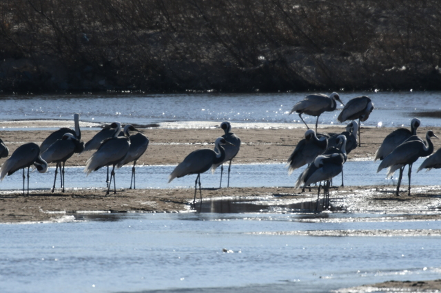 [자료사진]낙동강 해평·강정습지 찾은 재두루미 (사진=구미시 제공) 재판매 및 DB 금지