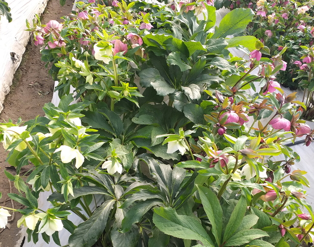 헬로보르스 (사진=영주시 제공) 재판매 및 DB 금지