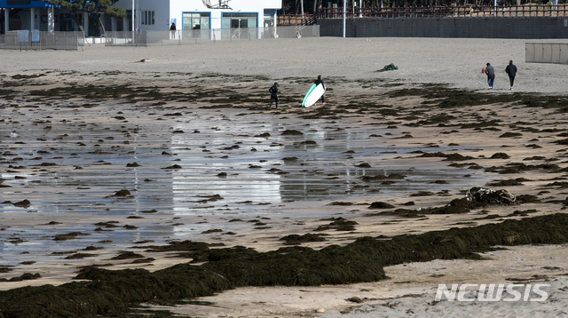 [제주=뉴시스] 제주 해안가를 덮은 괭생이모자반. (사진=뉴시스 DB). photo@newsis.com 
