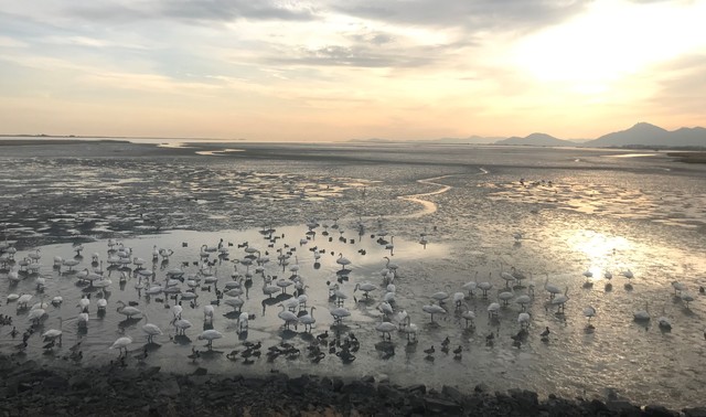 [부산=뉴시스] 허상천 기자 = 부산시 낙동강관리본부 낙동강하구에코센터는 2020년 한 해 동안 낙동강하구 생태공원을 중심으로 조류 조사 결과 146종 2만7606개체(최대 개체 수의 합)의 조류를 확인했다고 9일 밝혔다. 2021.02.09. (사진 = 에코센터 제공) photo@newsis.com *재판매 및 DB 금지