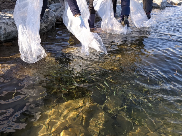 [안동=뉴시스] 9일 왕피천에 방류되는 어린 연어들. (사진=경북도 제공) 2021.02.09 *재판매 및 DB 금지