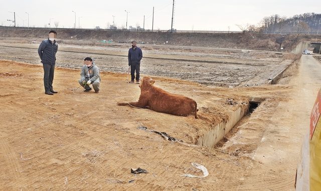 [진천=뉴시스]강신욱 기자 = 충북 진천소방서 119구조대는 10일 오전 7시께 충북 진천가축시장을 탈출한 황소를 4㎞가량 떨어진 진천읍 행정교차로 부근에서 붙잡아 관계자에게 인계했다. (사진=진천소방서 제공) 2021.02.10. photo@newsis.com *재판매 및 DB 금지