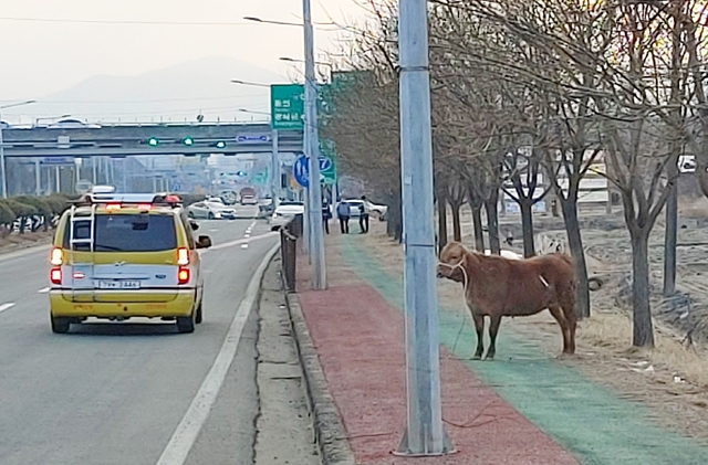 [진천=뉴시스]강신욱 기자 = 10일 오전 7시께 충북 진천가축시장을 탈출한 황소가 4㎞가량 떨어진 진천읍 행정교차로 부근에서 배회하고 있다. (사진=진천소방서 제공) 2021.02.10. photo@newsis.com *재판매 및 DB 금지