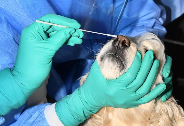 [서울=뉴시스]서울시 동물이동검체채취반이 지난 2월10일 신종 코로나바이러스 감염증(코로나19) 확진자와 밀접접촉한 반려견을 대상으로 검체채취를 하고 있다. (사진=서울시 제공) 2021.02.10. photo@newsis.com *재판매 및 DB 금지