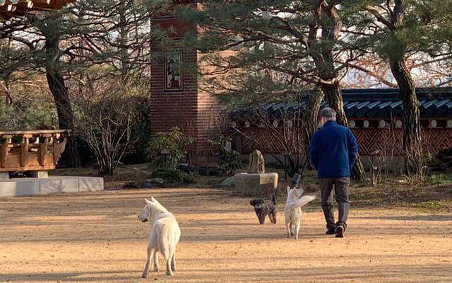 [서울=뉴시스] 문재인 대통령은 12일 청와대 관저에서 반려견, 반려묘(고양이 찡찡이, 풍산개 마루와 곰이, 입양한 유기견 토리)를 돌보며 설 명절을 보냈다. 사진은 문재인 대통령이 반려견과 산책하고 있다. (사진=청와대 제공) 2021.02.12. photo@newsis.com *재판매 및 DB 금지