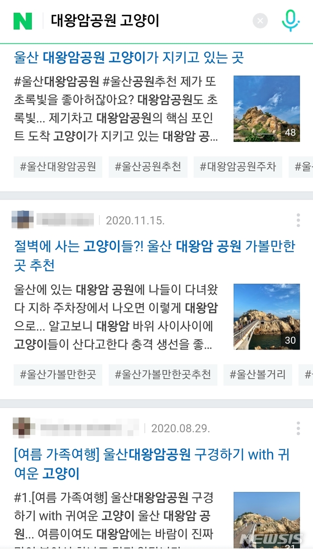 "고양이 보러 울산 대왕암공원 가자" 애묘인에게 인기↑