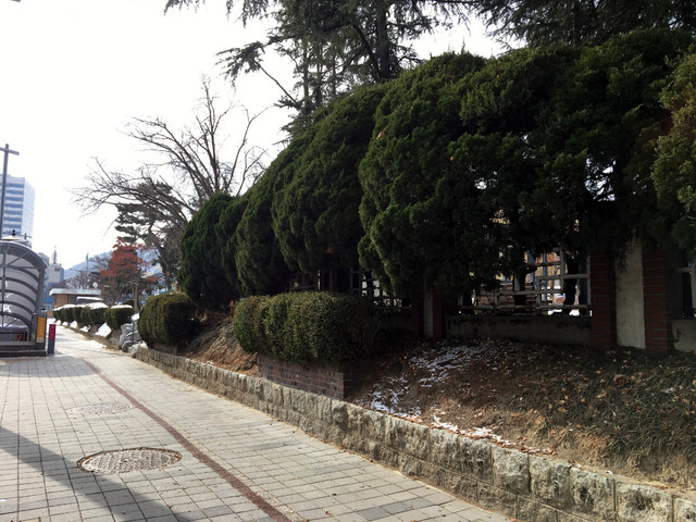 [대전=뉴시스] 대전시 중구 선화동 옛 충남도청에 식재된 향나무.  *재판매 및 DB 금지