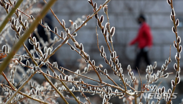[서울=뉴시스]이영환 기자 = 완연한 봄날씨를 보인 지난 22일 오후 서울 종로구 청계천에 버들강아지가 피어 있다. 2021.02.22. 20hwan@newsis.com