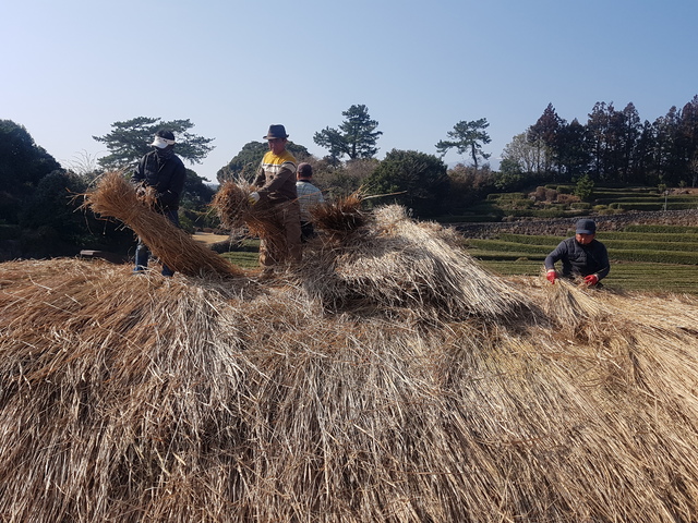 봄맞이 지붕잇기, 제주농업생태원 제주초가&nbsp; *재판매 및 DB 금지