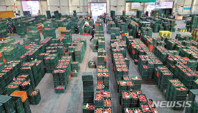[안동=뉴시스] 경북 안동시 농산물도매시장에서 경매를 앞두고 출하된 사과를 선별하고 있다. (사진=뉴시스 DB). photo@newsis.com 