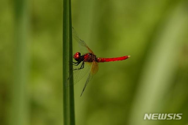 [서울=뉴시스] 지난해 국가생물종목록에 신종으로 기록된 한국꼬마잠자리 수컷의 모습. (사진=국립생물자원관 제공). 2021.02.25. photo@newsis.com