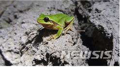 [서울=뉴시스] 지난해 국가생물종목록에 신종으로 기록된 노랑배청개구리의 모습. (사진=국립생물자원관 제공). 2021.02.25. photo@newsis.com