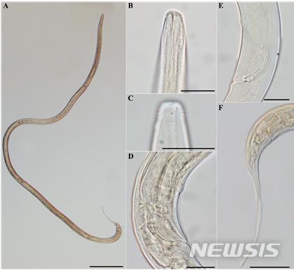 [서울=뉴시스] 해양선형동물(신종후보종).