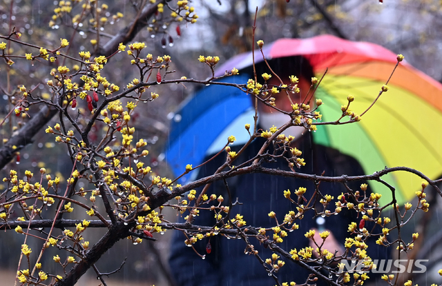 [수원=뉴시스] 김종택기자 = 전국적으로 봄비가 내린 지난 3월1일 오후 경기도 수원시 팔달구 한 공원에 노란 산수유꽃이 활짝 피어 있다. 2021.03.01. jtk@newsis.com