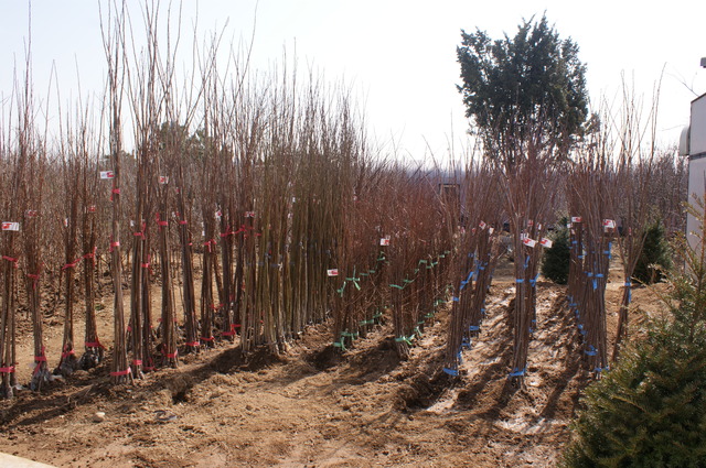 전국 최대 규모 경산묘목단지 묘목 출하 *재판매 및 DB 금지
