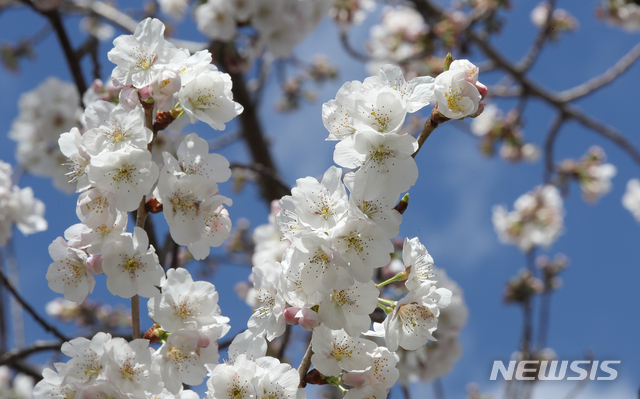 아침 출근길 꽃샘추위 '쌀쌀'…낮엔 기온 올라