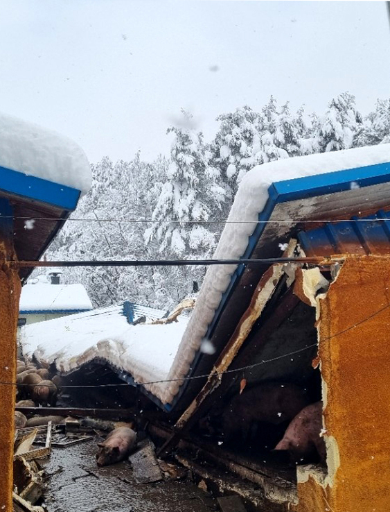 [강릉=뉴시스] 김경목 기자 = 2일 오후 많은 눈이 내린 강원 강릉시 주문진읍 장덕고개길의 한 돼지농장 축사가 눈의 무게를 견디지 못하고 무너졌다. (사진=강릉시청 제공) 2021.03.02. photo@newsis.com *재판매 및 DB 금지