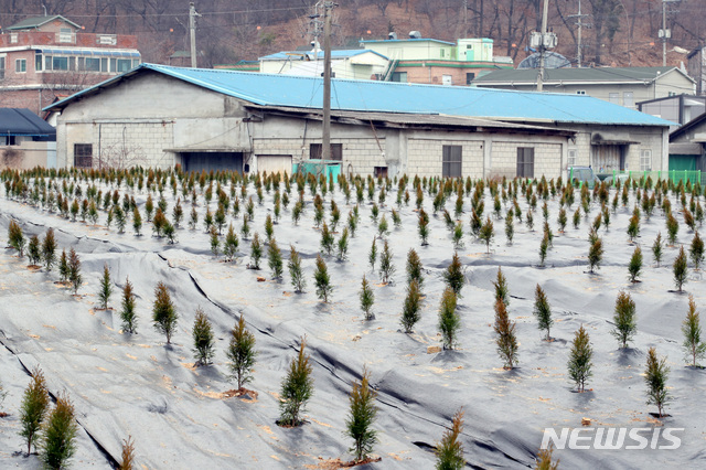 [시흥=뉴시스]김병문 기자 = 한국토지주택공사(LH)가 LH 직원의 광명시흥 신도시 땅 사전 투기 의혹과 관련해 대국민 사과문을 발표한 4일 오전 경기 시흥시 과림동 일대에 묘목이 식재되어 있다. 2021.03.04. dadazon@newsis.com