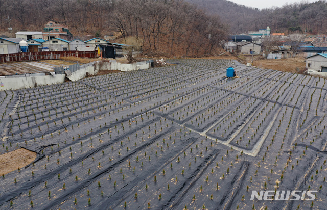 [시흥=뉴시스]김병문 기자 = 한국토지주택공사(LH)가 LH 직원의 광명시흥 신도시 땅 사전 투기 의혹과 관련해 대국민 사과문을 발표한 4일 오전 경기 시흥시 과림동 일대에 묘목이 식재되어 있다. 2021.03.04. dadazon@newsis.com