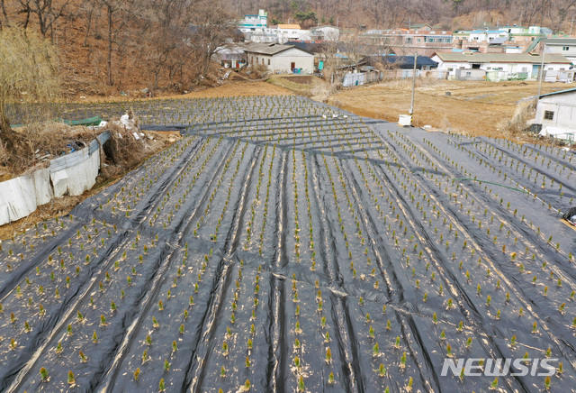 [시흥=뉴시스]김병문 기자 = 한국토지주택공사(LH)가 LH 직원의 광명시흥 신도시 땅 사전 투기 의혹과 관련해 대국민 사과문을 발표한 지난 4일 오전 경기 시흥시 과림동 일대에 묘목이 식재돼 있다. 2021.03.04. dadazon@newsis.com