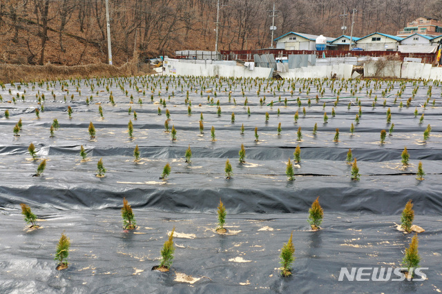 [시흥=뉴시스] 김병문 기자 = 한국토지주택공사(LH)가 직원들의 광명시흥 신도시 땅 사전 투기 의혹과 관련해 대국민 사과문을 발표한 4일 오전 경기 시흥시 과림동 일대에 묘목이 식재돼 있다. 2021.03.04. dadazon@newsis.com