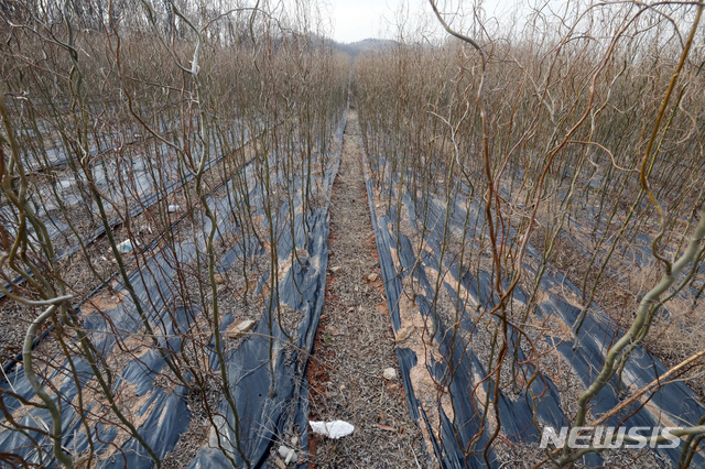 [시흥=뉴시스]김병문 기자 = 경기 시흥시 무지내동 소재 농지 일대 모습. 2021.03.04. dadazon@newsis.com