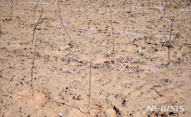 [광주=뉴시스]류형근 기자 = 5일 오전 국토교통부 신규 공공택지 추진계획 대상지로 지정된 광주 광산구 산정지구 한 농경지에 묘목이 심어져 있다. 2021.03.05. hgryu77@newsis.com