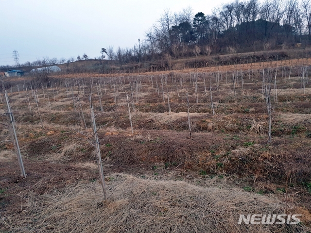 [세종=뉴시스] 세종시 연서면 스마트국가산업단지 예정 부지 인근에 비교적 최근에 심겨진 묘목. 2021.03.08. ssong1007@newsis.com