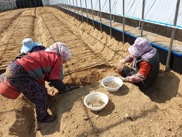 [전주=뉴시스] 전북농업기술원 묘삼재식 모습. *재판매 및 DB 금지