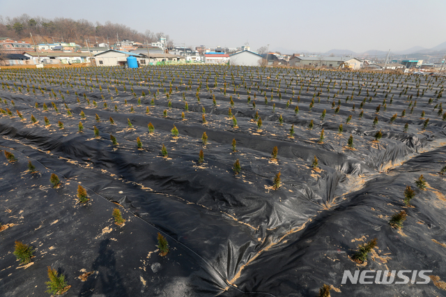 [시흥=뉴시스]배훈식 기자 =지난 3월10일 경기 시흥시 과림동 투기 의혹 토지에 묘목이 약 50㎝ 간격으로 심어져 있다. 2021.03.09. dahora83@newsis.com