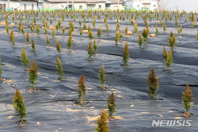[시흥=뉴시스]배훈식 기자 = LH 한국토지주택공사 임직원의 신도시 투기 의혹으로 국민의 공분이 고조되고 있는 10일 오전 경기 시흥시 과림동의 투기 의혹 토지에 보상을 목적으로 보이는 묘목이 약 50cm 간격으로 빼곡히 심어져 있다. 2021.03.09. dahora83@newsis.com