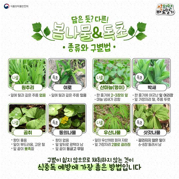 [서울=뉴시스] 봄나물 닮은 독초의 종류 및 구별법(사진=식품의약품안전처 제공)