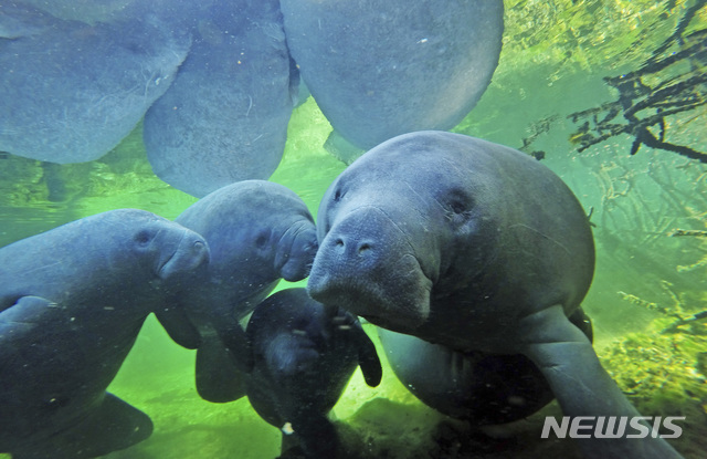 美 배수구서 멸종 위기 포유류 '매너티' 발견…도로 파헤쳐 구출