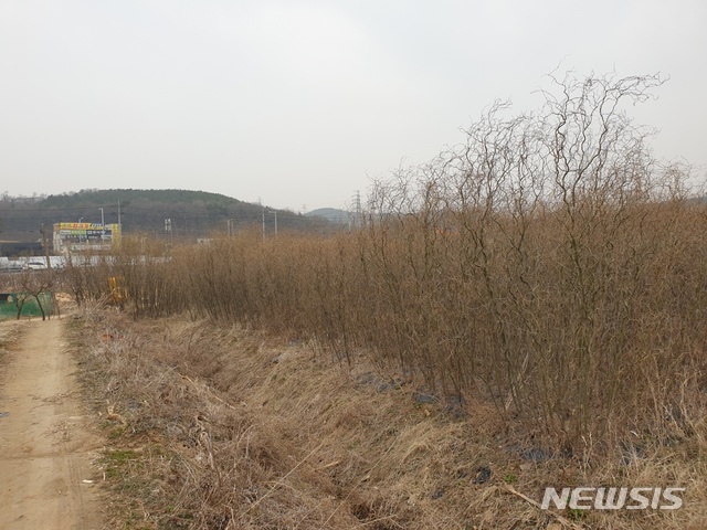 V-시티 용지내 밭에 농작물 대신 묘목의 종류를 정확히 알 수 없는 나무가 식재돼 있는 현장.