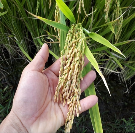 [안동=뉴시스] 다솜벼. (사진=경북도 제공) 2021.03.16 *재판매 및 DB 금지