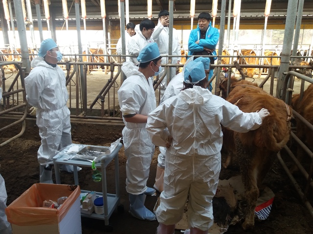 [안동=뉴시스] 우량 암소의 난자를 채취·수정·배양하고자 농가 현장에 온 경북축산기술연구소 연구원들. (사진=경북도 제공) 2021.03.17 *재판매 및 DB 금지