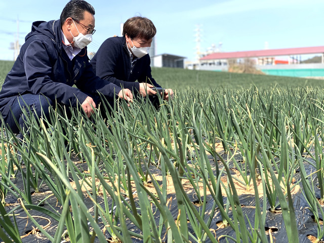 [영광=뉴시스] '양파 노균병' 예찰활동. (사진=영광군 제공) photo@newsis.com *재판매 및 DB 금지