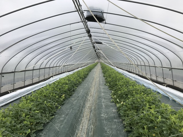 [안동=뉴시스] 참외 비닐하우스 내부. (사진=경북농기원 제공) 2021.03.18 *재판매 및 DB 금지