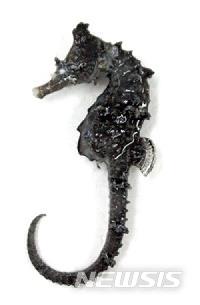 [서울=뉴시스] 해양어류 신종 'Hippocampus haema'.