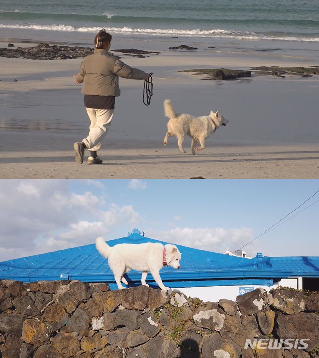 [서울=뉴시스]SBS 'TV동물농장'에서 '월정리 탈출견 보솜이' 편이 공개된다. (사진=SBS 제공) 2021.03.19. photo@newsis.com