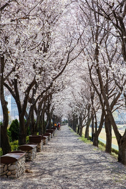전남 광양시 서천변 꽃길 *재판매 및 DB 금지