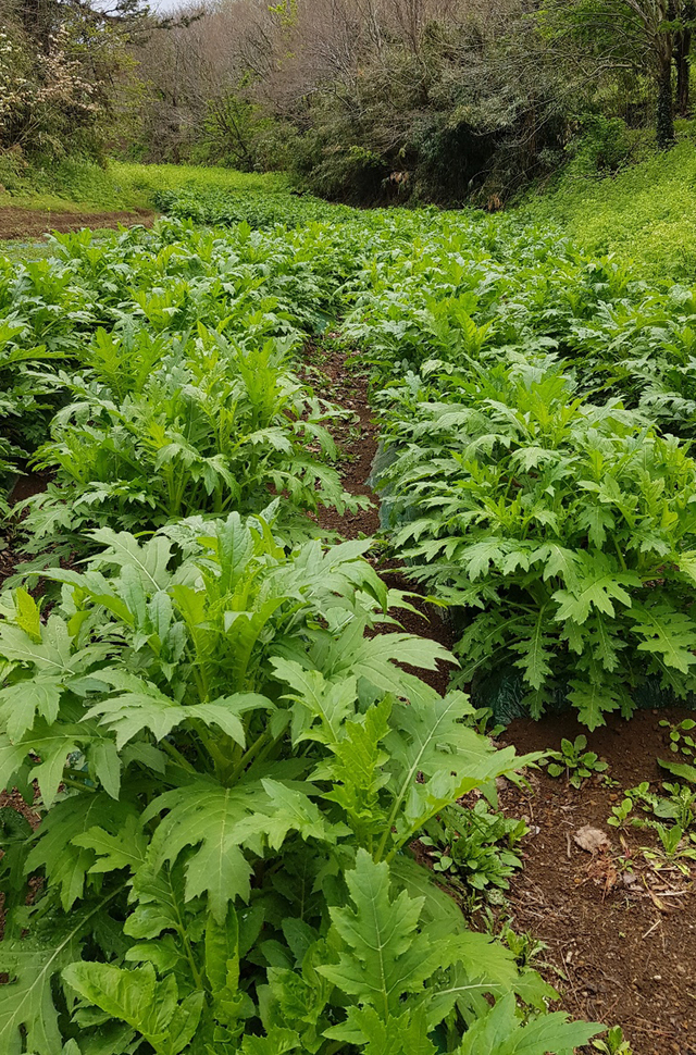 [울릉=뉴시스] 강진구 기자 = 경북 울릉도 물엉겅퀴재배 농가들의 모임인 울릉엉겅퀴협동조합(조합장 이재군)은 7년 간의 노력 끝에 울릉 물엉겅퀴 소고기해장국과 새우된장국 등 2가지의 레스피를 만들어 '쿠팡' 유통망을 통해 전국 판매에 들어갔다고 22일 밝혔다.사진은 울릉도 물엉겅퀴 밭.(사진=울릉군 제공) 2021.03.22.photo@newsis.com *재판매 및 DB 금지