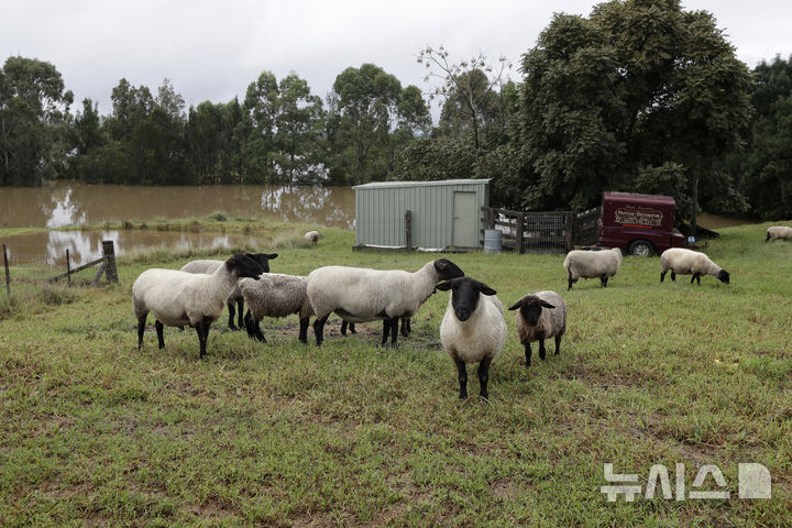 [시드니=AP/뉴시스] 미중 무역전쟁이 지속되는 가운데 중국이 미국 대신 호주에서 양고기 수입을 늘리는 것으로 알려졌다. 사진은 호주 시드니 인근 목장의 모습. 2025.05.02