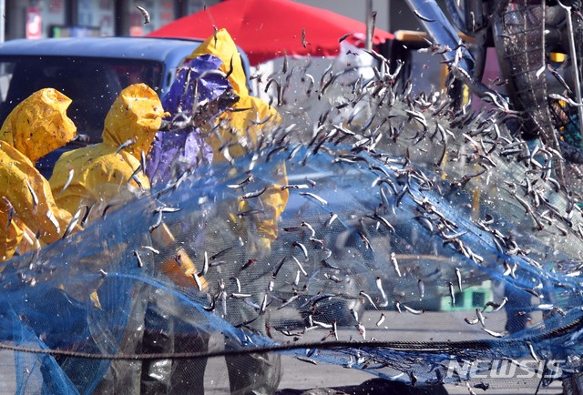 [부산=뉴시스] 멸치잡이 모습. 2021.03.23. yulnetphoto@newsis.com