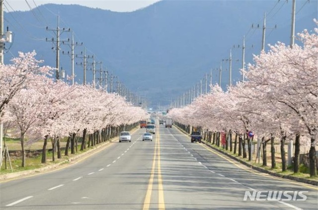 진례 왕벚나무길 