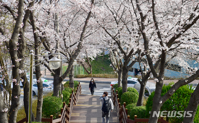 [광주=뉴시스]류형근 기자 = 지난 24일 오전 광주 동구 조선대학교병원 앞 도롯가에 벚꽃이 꽃망울을 터뜨려 봄을 실감하게 하고 있다. 2021.03.24. hgryu77@newsis.com