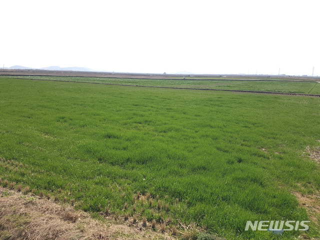 [나주=뉴시스] 이창우 기자 = 25일 과거 영산강 간척사업으로 조성된 곡창지대인 전남 나주시 동강면 장동 들녘에 봄기운이 완연한 가운데 녹색의 생명력이 깃들고 있다. 하지만 이곳 들녘에서 염해(소금기 피해)로 농사를 짓지 못하는 농지에 태양광 발전시설을 설치할 수 있도록 허용한 '농지법 개정' 이후 최근 들어 '염해(鹽害) 측정' 바람이 불고 있어 논란이다. 2021.03.25. lcw@newsis.com