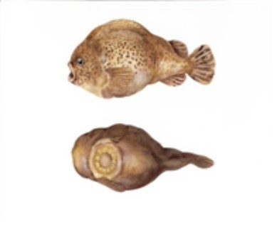 강원 양양군에서 26일 방류한 한류성 어종 뚝지. (사진=양양군청 제공) *재판매 및 DB 금지